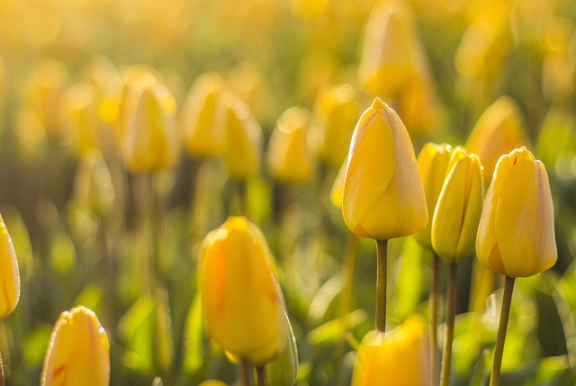 Tulipanløg som investering: Hvordan du kan tjene penge på at dyrke og sælge dem