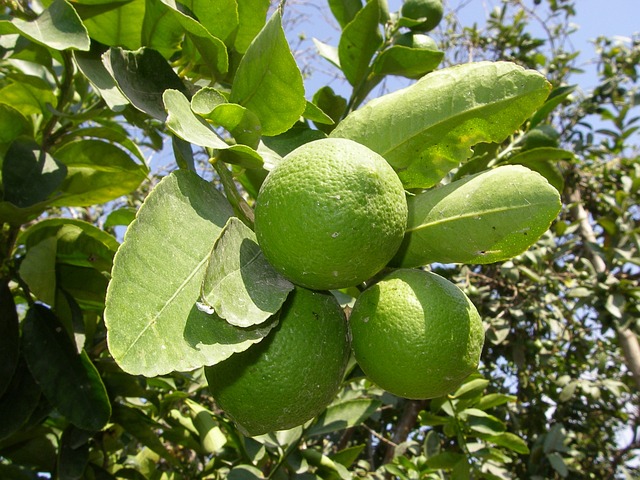 Guide: Sådan bekæmper du skadedyr på dit citrontræ på naturlig vis
