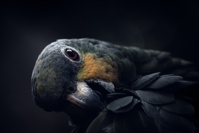 Den ultimative guide til papegøjetang: Hvordan man vælger den rigtige